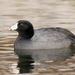 American Coot - Photo (c) Mark Peck, some rights reserved (CC BY-NC-SA)