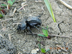 Lethrus apterus