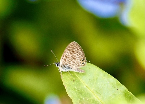 Lang's Short-tailed Blue