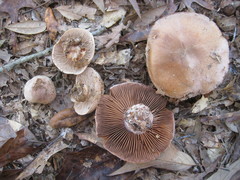 Cortinarius argenteopileatus