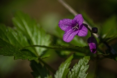 Cardamine glanduligera
