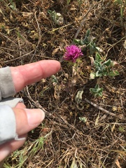 Castilleja exserta
