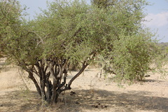 Forestiera tomentosa