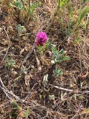 Castilleja exserta