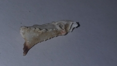 Calappa granulata