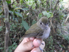 Hemitriccus flammulatus