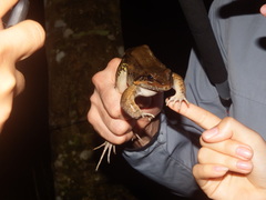 Leptodactylus insularum