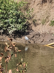 Egretta thula