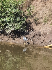 Egretta thula