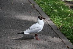 Chroicocephalus ridibundus