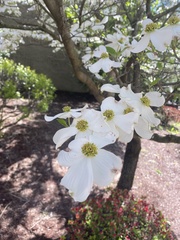 Cornus