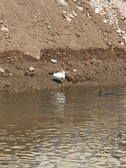 Egretta thula