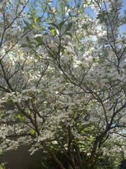 Cornus