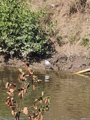 Egretta thula