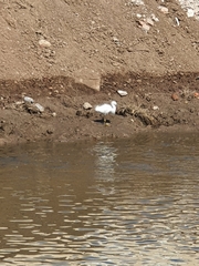 Egretta thula
