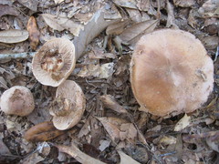 Cortinarius argenteopileatus