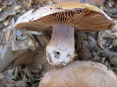 Cortinarius argenteopileatus