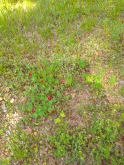 Trifolium incarnatum