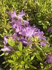 Rhododendron