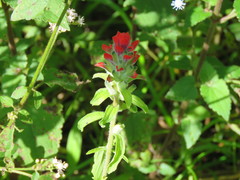 Castilleja arvensis