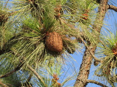 Cronartium conigenum