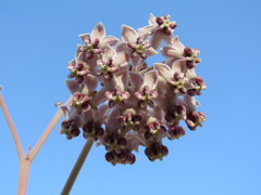 Asclepias macroura