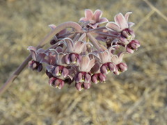 Asclepias macroura