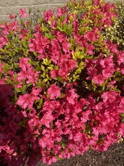 Rhododendron simsii