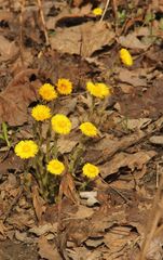 Tussilago farfara