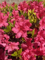 Rhododendron simsii