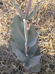 Asclepias macroura