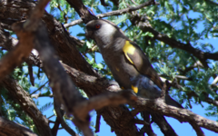 Poicephalus rueppellii