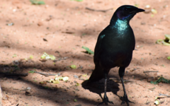 Lamprotornis australis