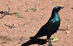 Lamprotornis australis
