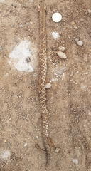 Crotalus molossus oaxacus