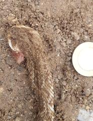 Crotalus molossus oaxacus