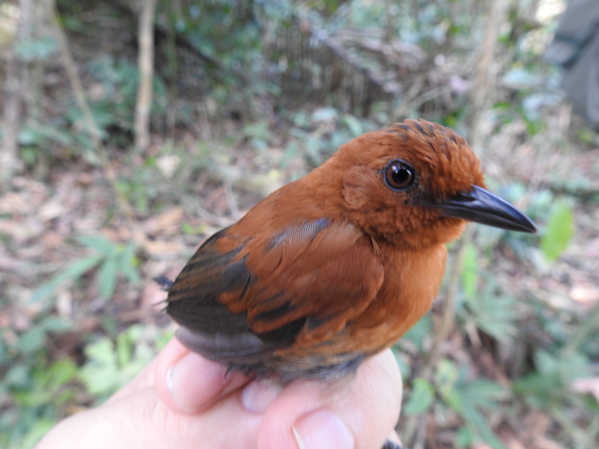 Chestnut-throated Spinetail illustration