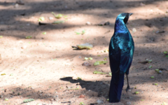 Lamprotornis australis