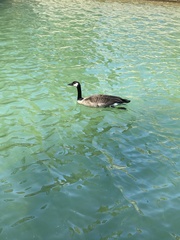 Branta canadensis