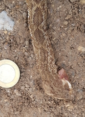 Crotalus molossus oaxacus