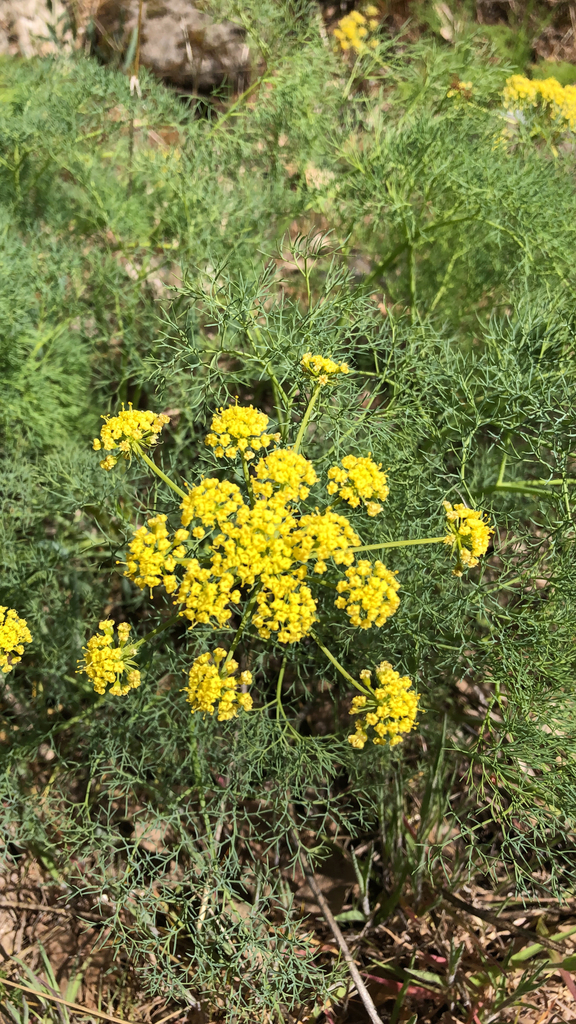 Klickitat desert parsley