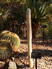 Cleistocactus strausii