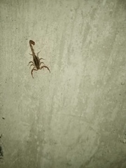 Centruroides elegans