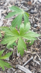 Anemonastrum canadense