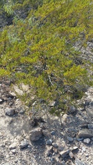 Larrea tridentata
