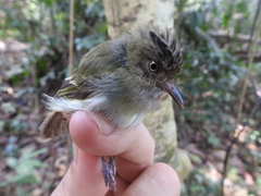 Lophotriccus eulophotes