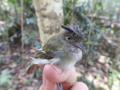 Lophotriccus eulophotes