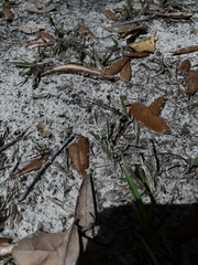 Enallagma doubledayi