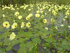Hydrocleys nymphoides