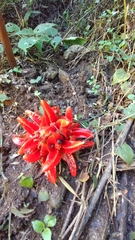 Zingiber chrysanthum